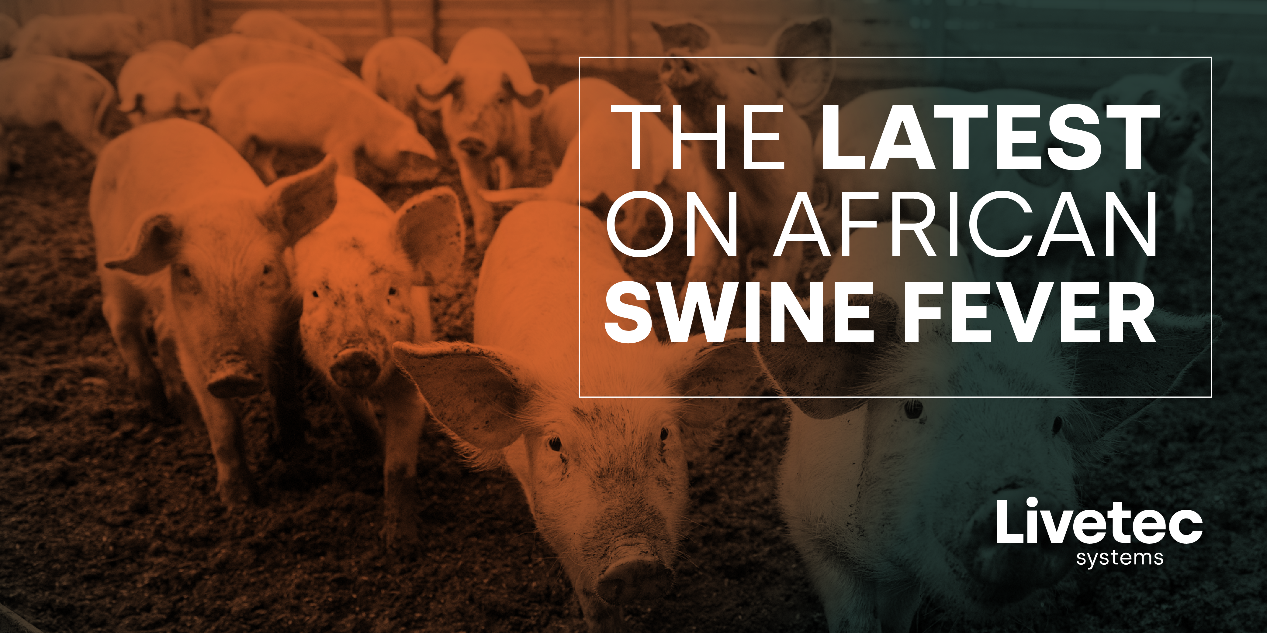 The latest on African Swine Fever blog cover