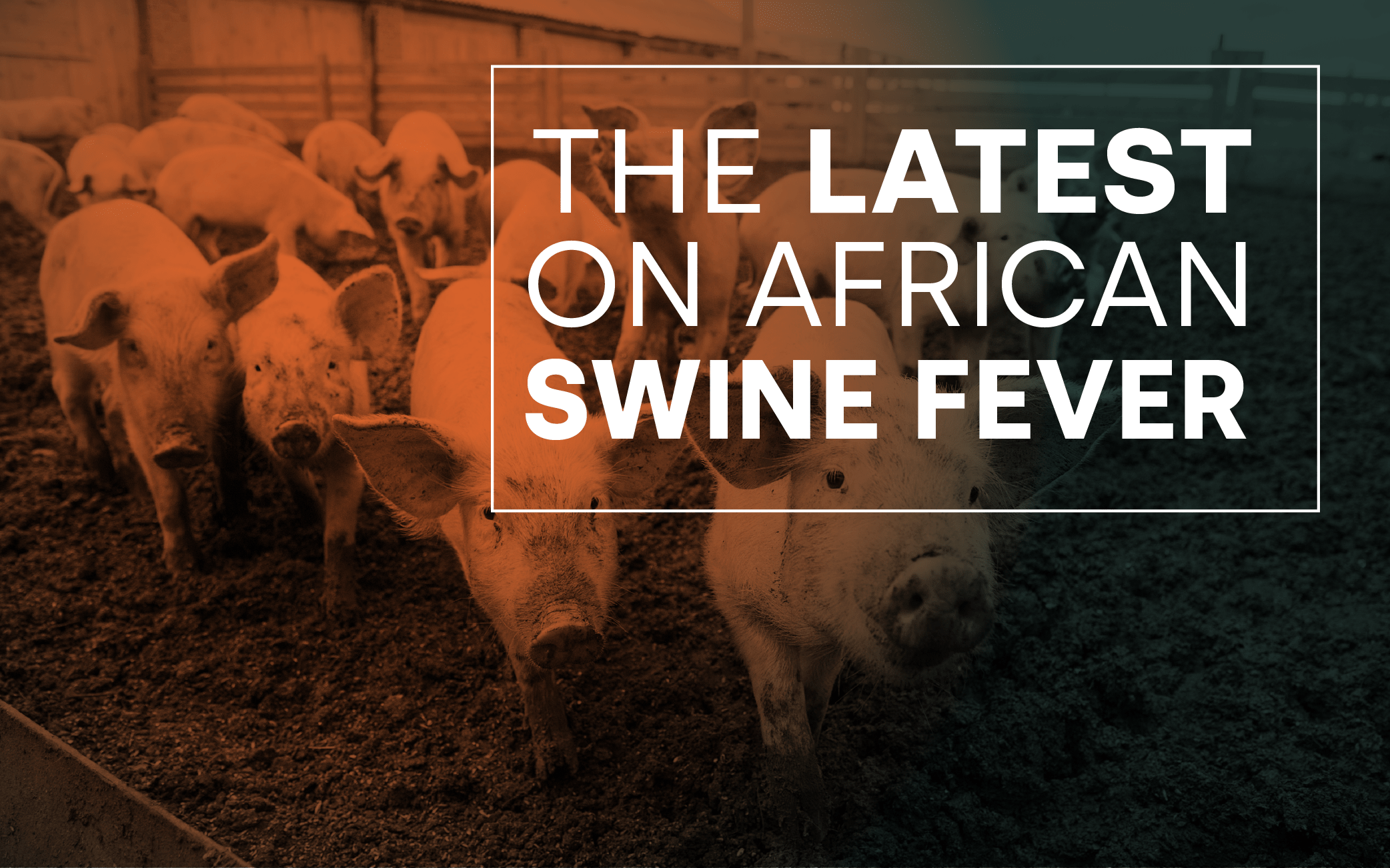The latest on African Swine Fever