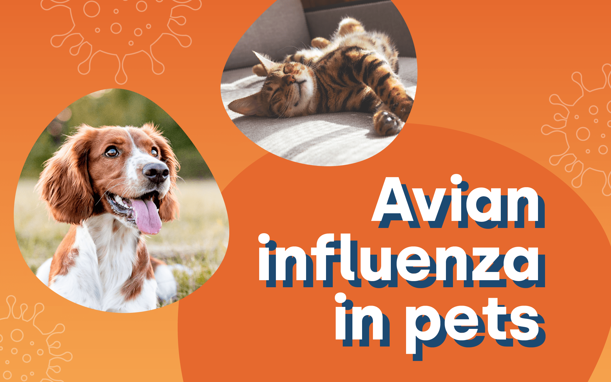 Avian influenza in pets