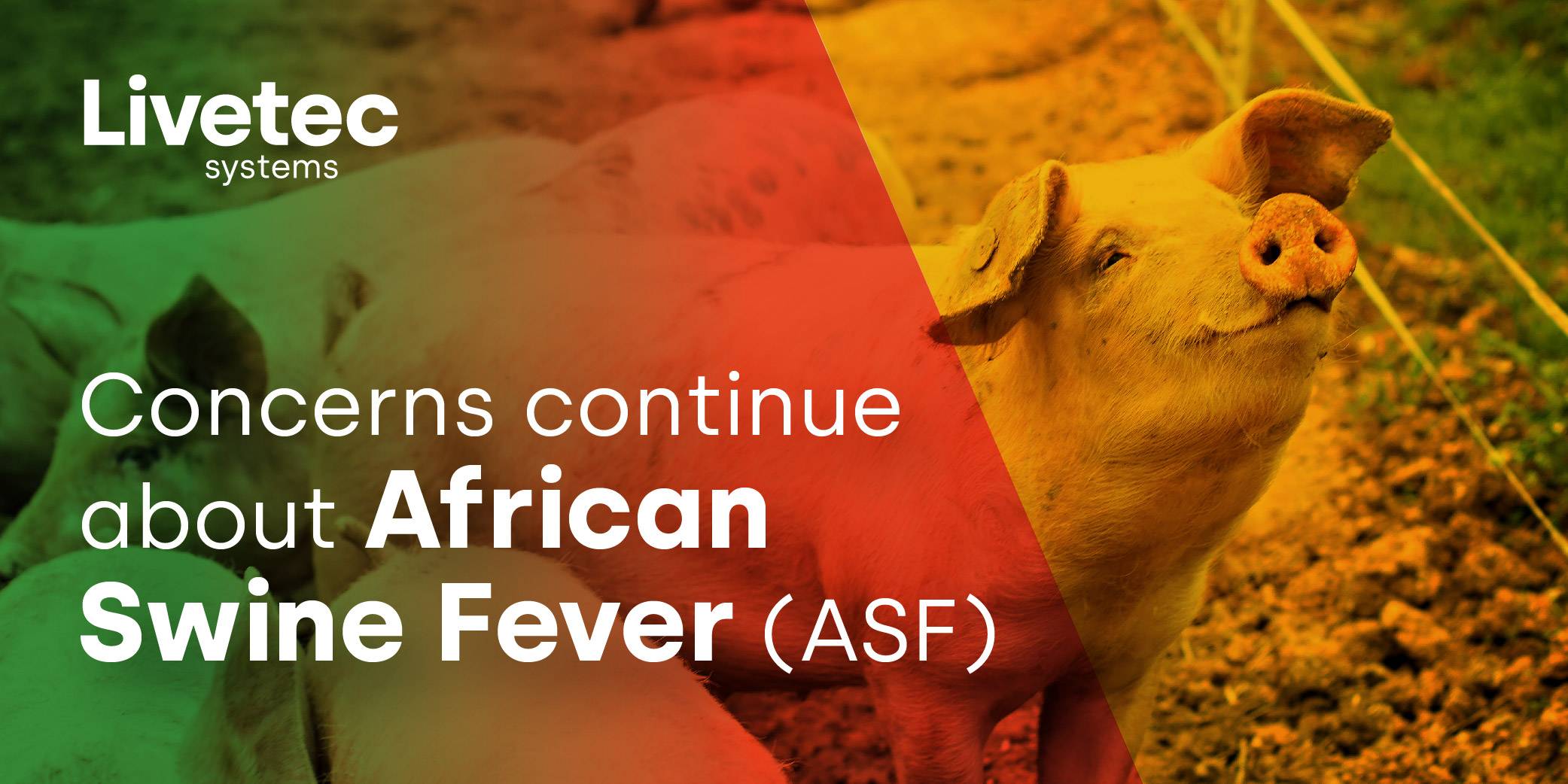 Concerns continue about African Swine Fever (ASF) blog graphic