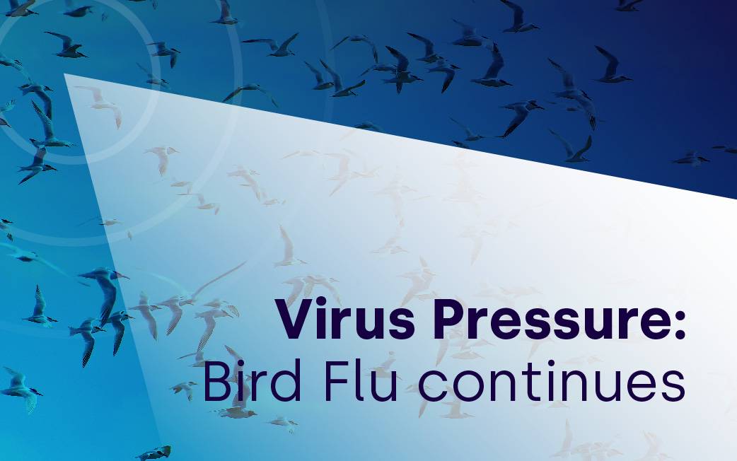 Virus pressure: how big an impact has bird flu had?