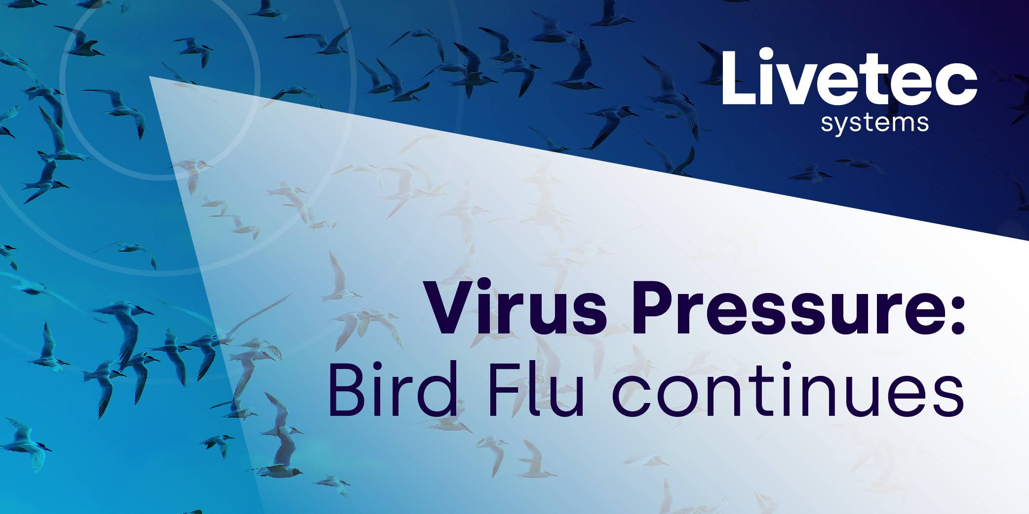 Virus Pressure: avian influenza in wild and sea birds