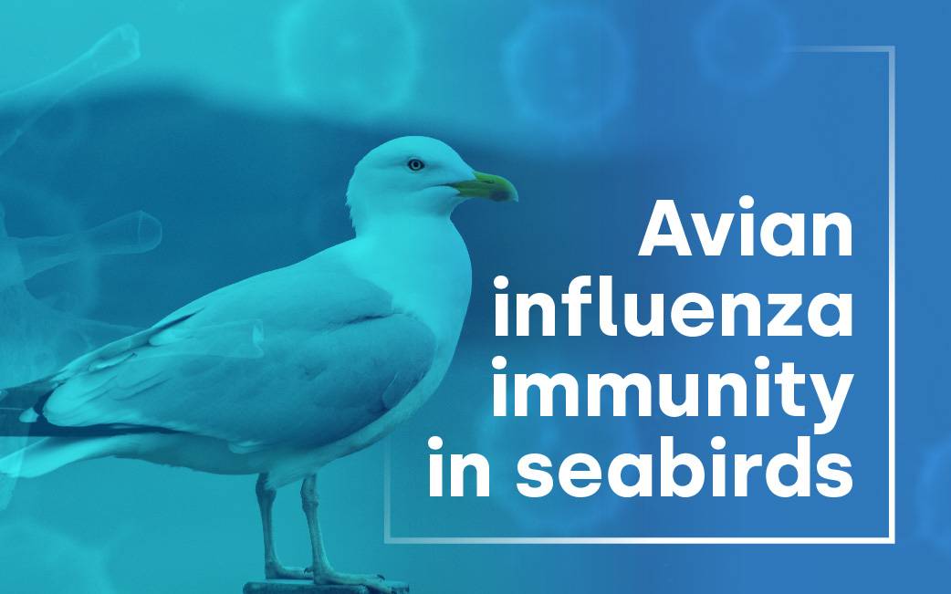 Wild seabirds developing immunity to avian influenza