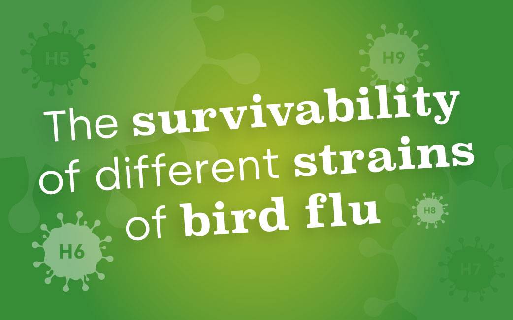 Survivability rates of different strains of bird flu
