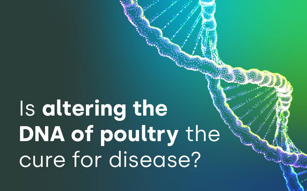 Is altering the DNA of poultry the cure for disease?  