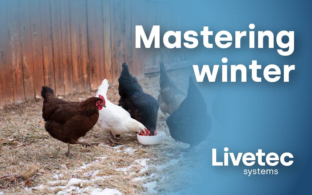 Mastering winter: A checklist for poultry farmers