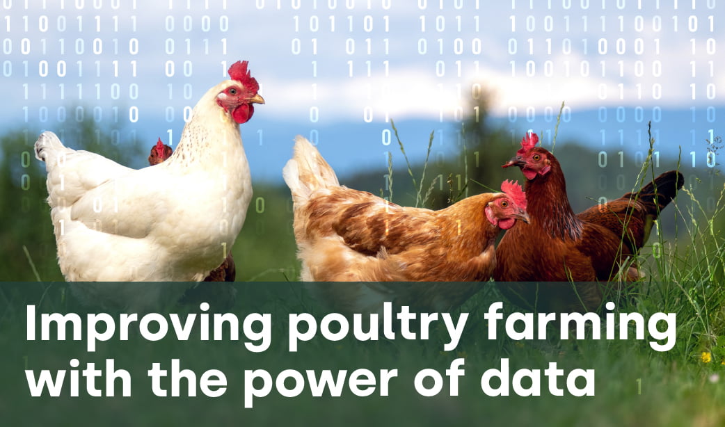 Improving poultry farming with the power of data