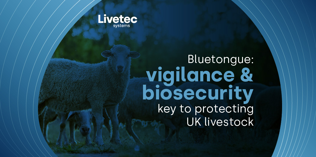 Bluetongue: vigilance and biosecurity key to protecting UK livestock blog graphic