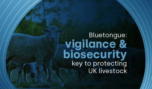 Bluetongue: vigilance and biosecurity remain critical