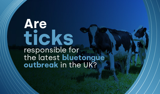 Are ticks responsible for bluetongue outbreaks in the UK?
