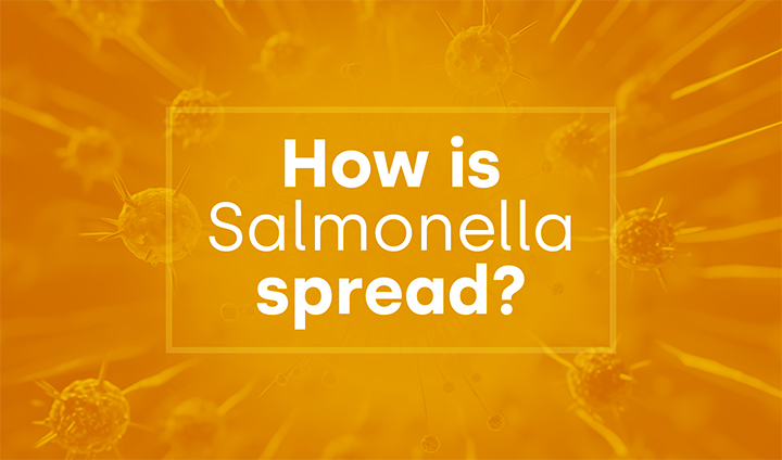 How is salmonella spread