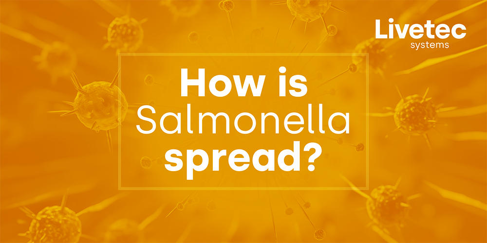 How is Salmonella spread?