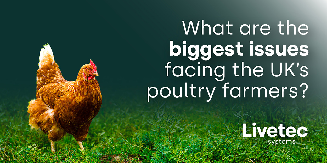 The Biggest Issues Facing th UK's Poultry Farmers
