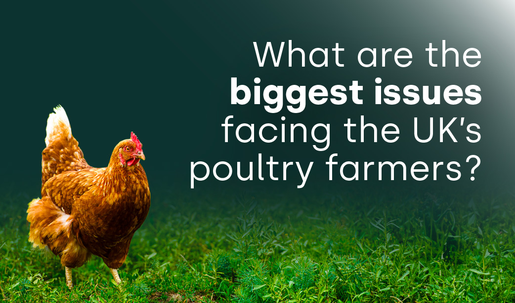 What are the biggest issues facing the UK’s poultry farmers?