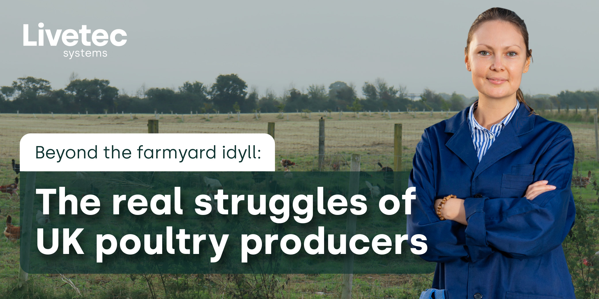 The real struggle of UK poultry farmers blog graphic