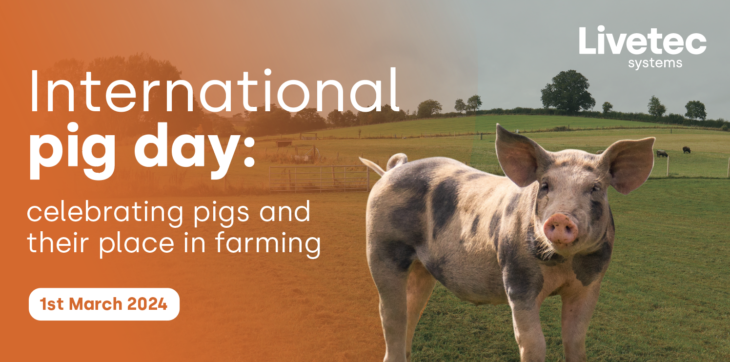 International Pig Day