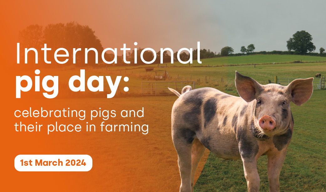 International pig day: celebrating pigs in farming