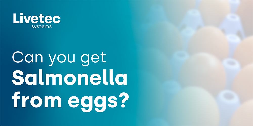 Can you get Salmonella from eggs?