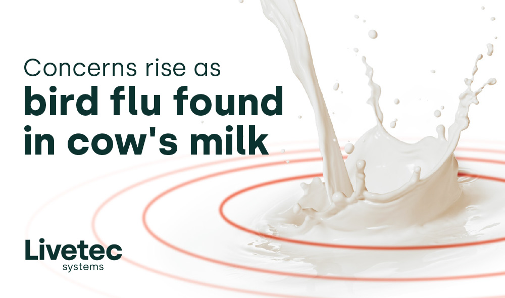 Concerns rise as bird flu found in cow’s milk