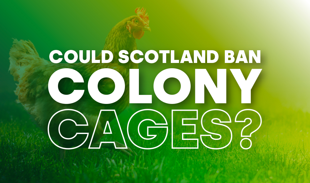 Could Scotland ban colony cages?