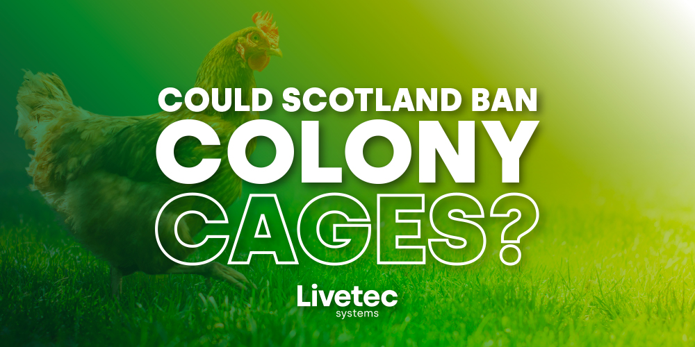 Could Scotland Ban Colony cages?