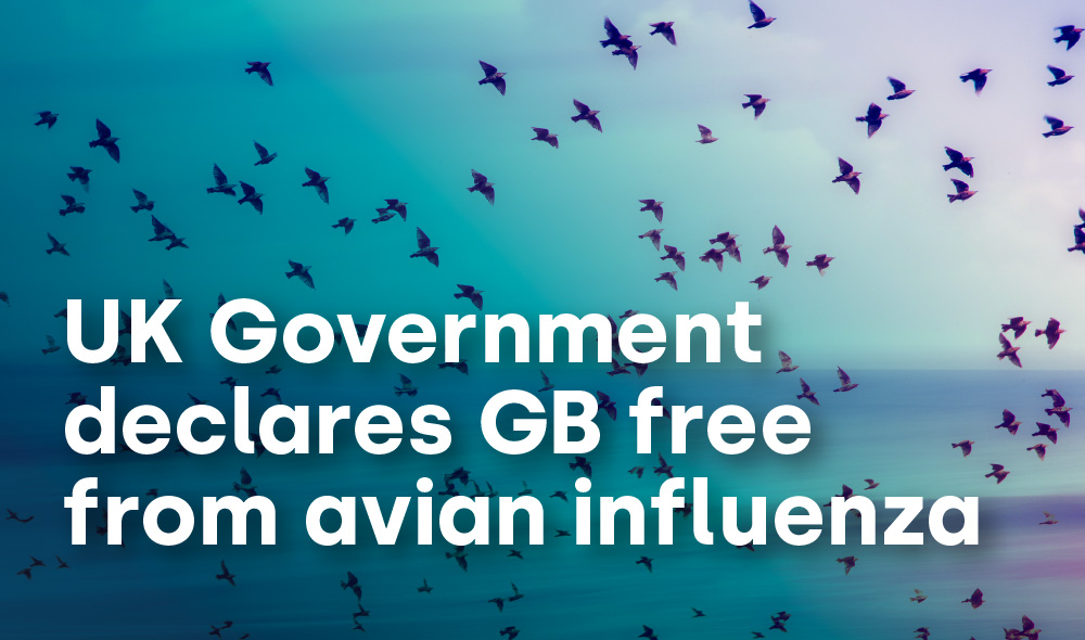 UK Government declares GB free from avian influenza