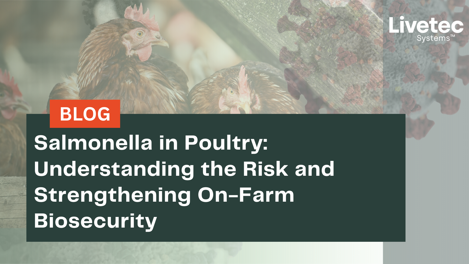 Salmonella in Poultry: Understanding the Risk and Strengthening On-Farm Biosecurity